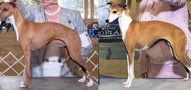 italian greyhound mass