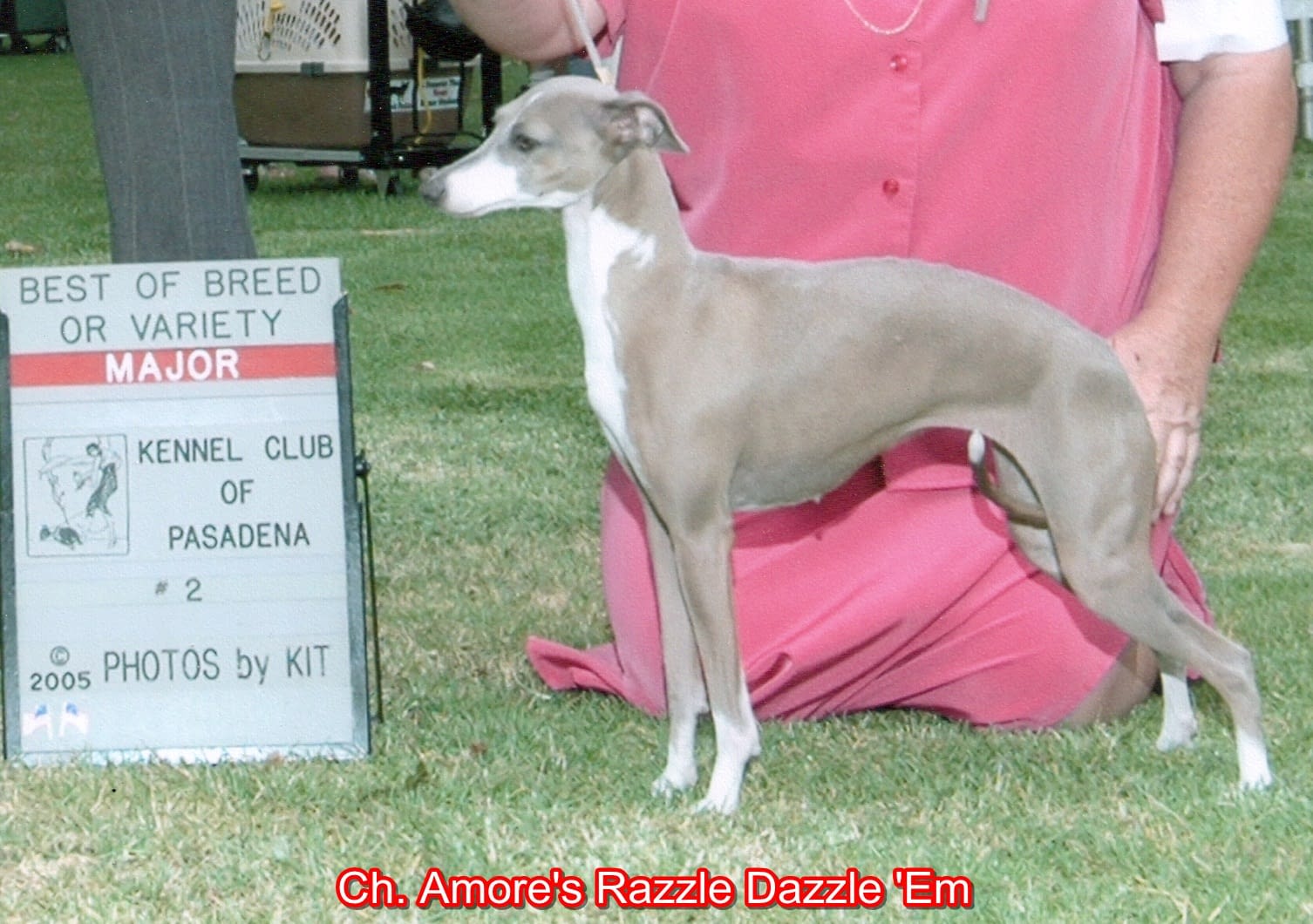 italian greyhound kennel club