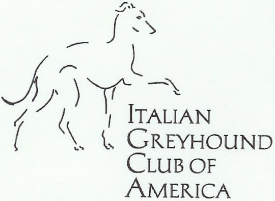italian greyhound club